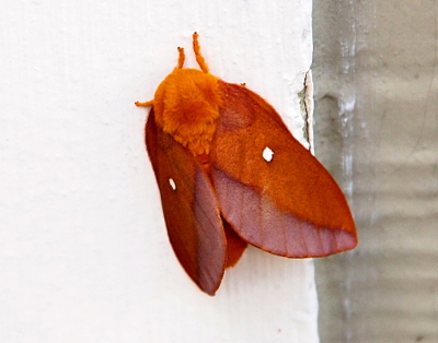 [This moth is perched on a white doorjamb which provides significant contrast to the reddish-brown color of the wings and body of this moth. The body is thick and furry-looking. Three legs of the same color and furriness of the body are visible in this top-down view. The wings are two-toned with the outer edges being a darker, more subdued red-brown, while the inner portion is brighter and has one white dot on it.]